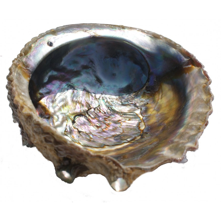 Abalone Shell image 0